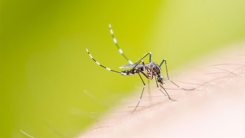 Confirman caso de dengue autóctono en Concordia y ya son ocho en la provincia