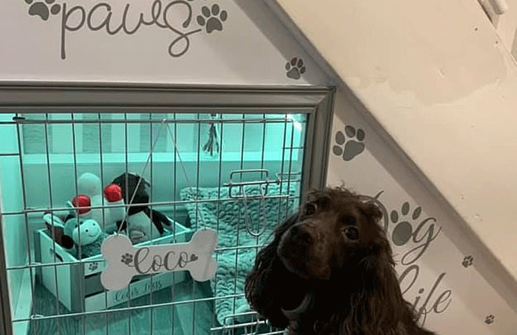 Construyó una habitación exclusiva para su perrito y se volvió viral en redes
