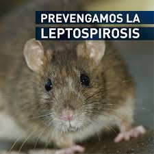Leptospirosis: Alerta ante los casos regionales de esta zoonosis