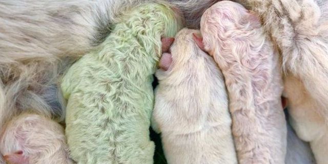 CONOCÉ A PISTACHO, EL PERRITO QUE NACIÓ DE COLOR VERDE
