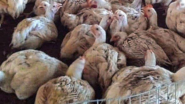 La ola de calor afectó fuertemente a criadores de pollos